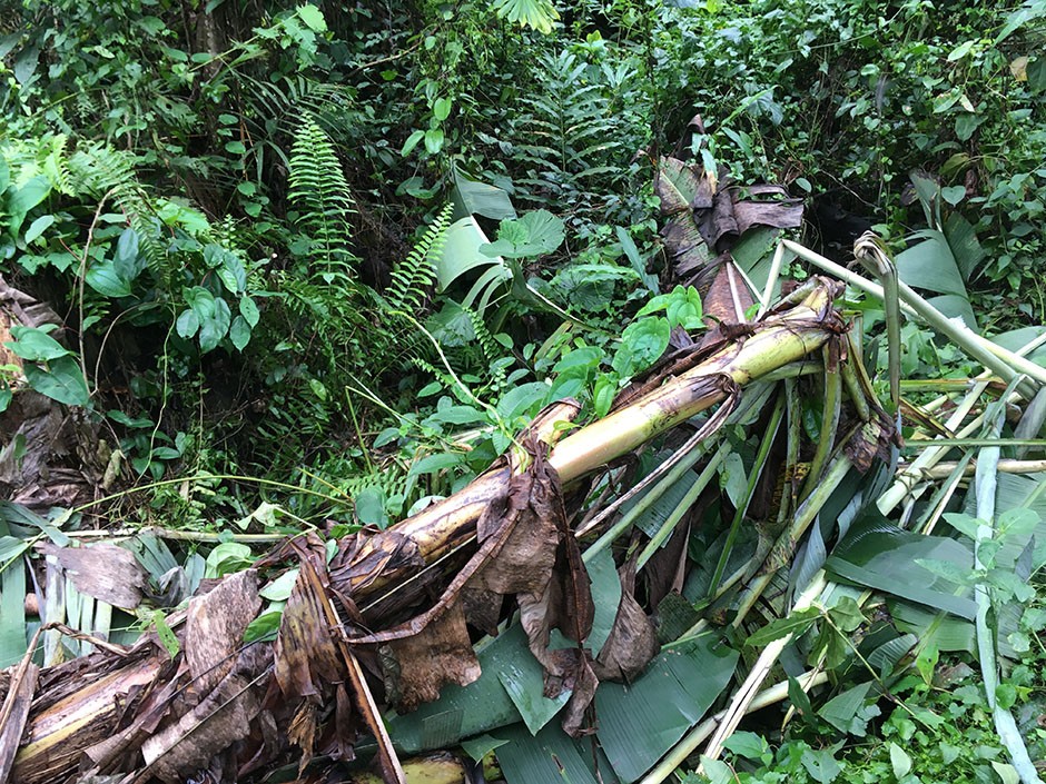 Example of plantation destroyed by elephants nearby a national park, Cameroon