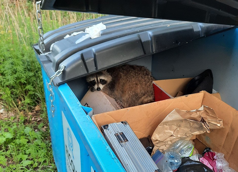 Raccoons in trash