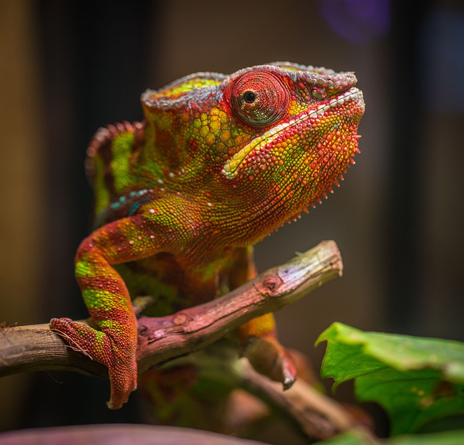 Red, green and yellow chameleon holding a stick