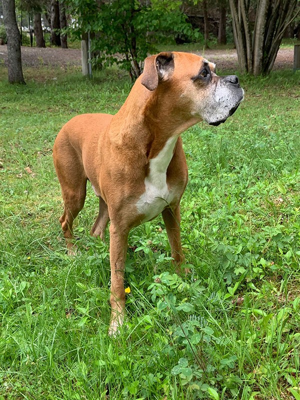 A pitbull dog in a grass field