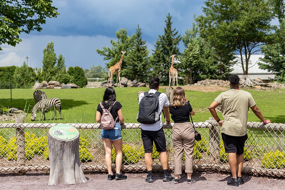 Visitors looking at animals in a zoo