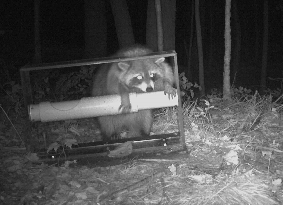 Raccoon holding a plastic tube