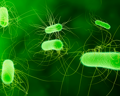 Antibiotiques et E. coli : des chercheurs de Concordia publient une étude aux importantes retombées pour la santé publique