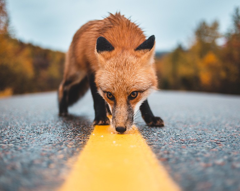 Nouvelle étude sur des façons de réduire le nombre de mammifères de petite et de moyenne taille tués sur la route