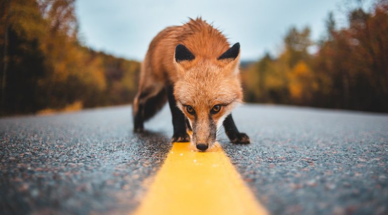 Jochen Jaeger : « L’aménagement de passages inférieurs ou supérieurs est important, mais nous devons avant tout nous assurer que les animaux ne se font pas tuer sur la route. » | Photo by Erik Mclean on Unsplash