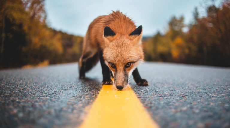 Jochen Jaeger : « L’aménagement de passages inférieurs ou supérieurs est important, mais nous devons avant tout nous assurer que les animaux ne se font pas tuer sur la route. » | Photo by Erik Mclean on Unsplash