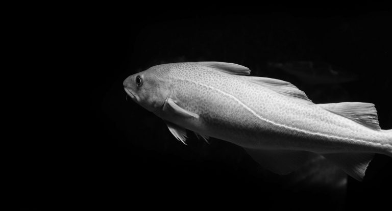 « Lorsque nous étudions une espèce de poisson, nous cherchons à évaluer ses proies, ses prédateurs et tout le système qui l’entoure », explique Eric Pedersen. | Photo : Ricardo Resende, Unsplash