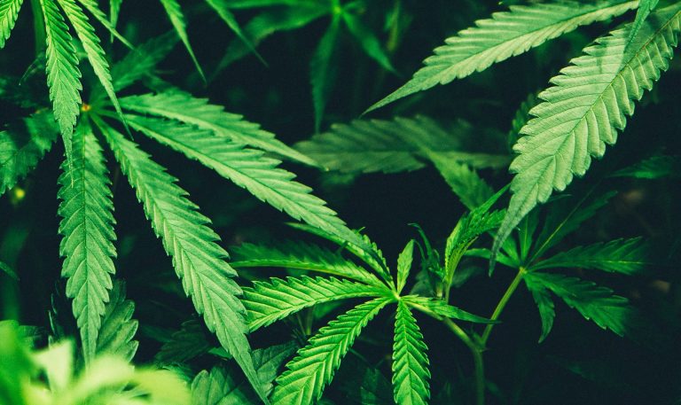 Ian Irvine: “The tax margin on cannabis is quite small compared to the margins on alcohol and tobacco.” | Photo : Matthew Brodeur, Unsplash