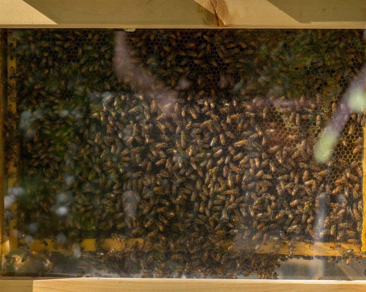 L’abondance d’abeilles mellifères menace la population d’abeilles sauvages en ville, indique une nouvelle étude de l’Université Concordia