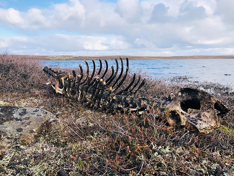 Photo d'une carcasse d'ours polaire sur les rives d'un lac