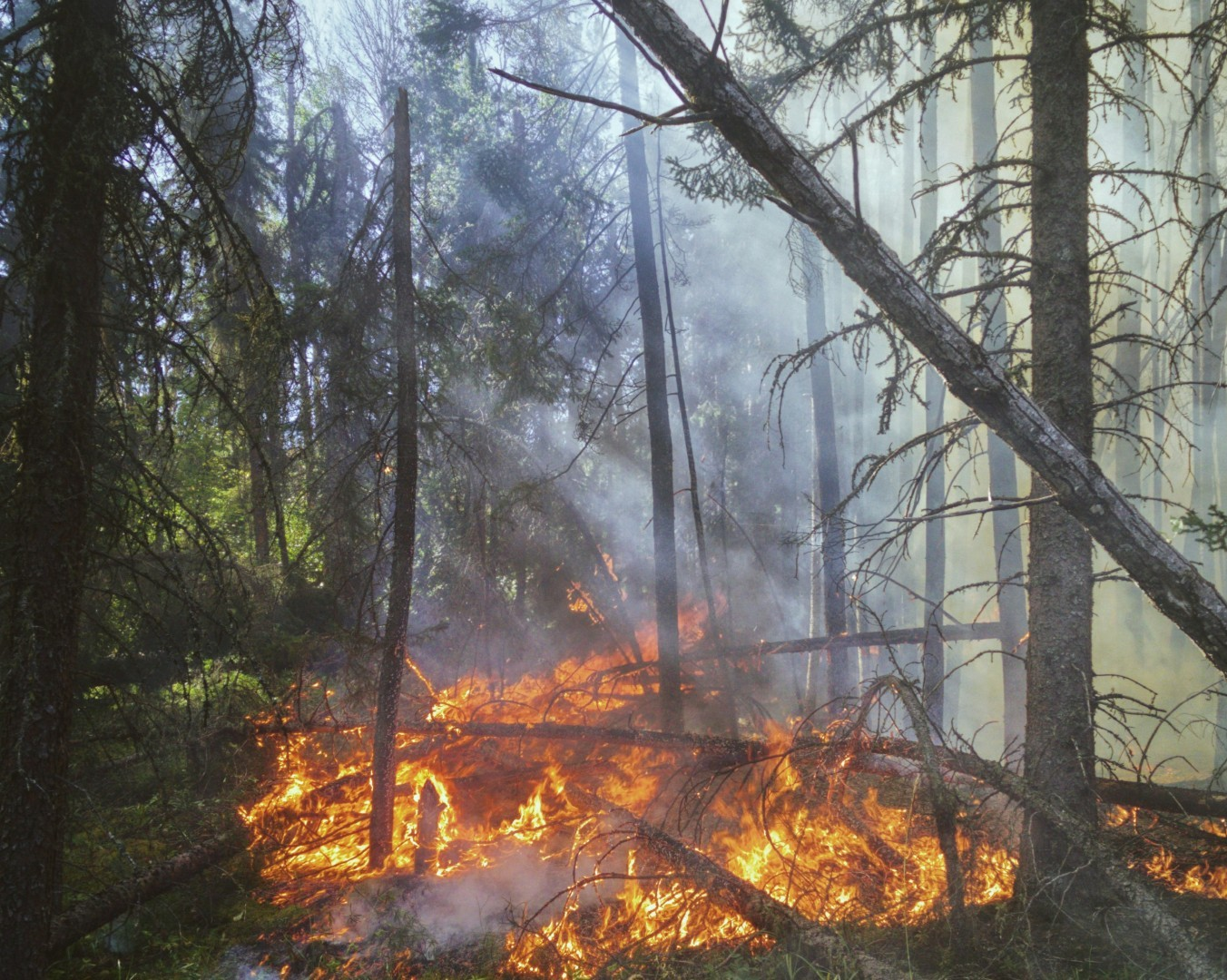 L’avenir de la lutte contre les feux de forêt passe par l’IA et les drones autonomes, selon des chercheurs de Concordia