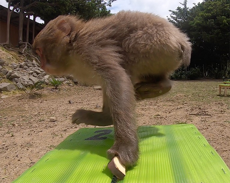 Un macaque japonais sautant entre ses mains