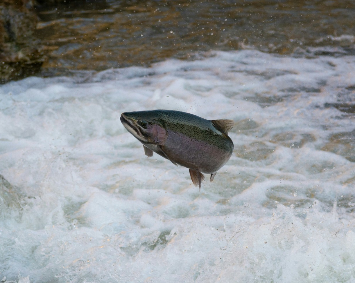 Le saumon et d’autres espèces de poissons apparentées en déclin à l’échelle mondiale depuis 1980, selon une étude de l’Université Concordia