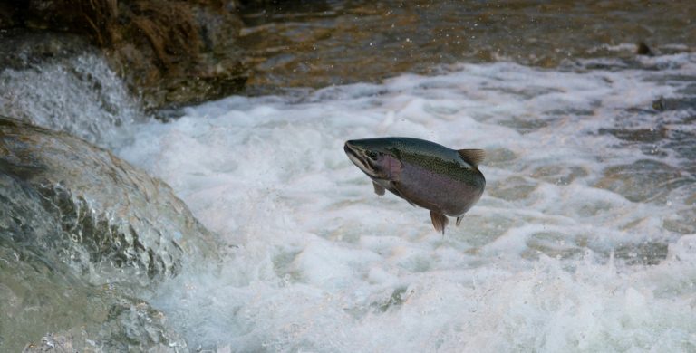 Un saumon remonte le courant