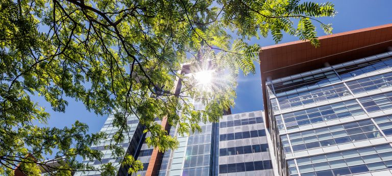 Photography of city buildings shot from below, through the branches of a tree, with the sun reflecting off one of the windows