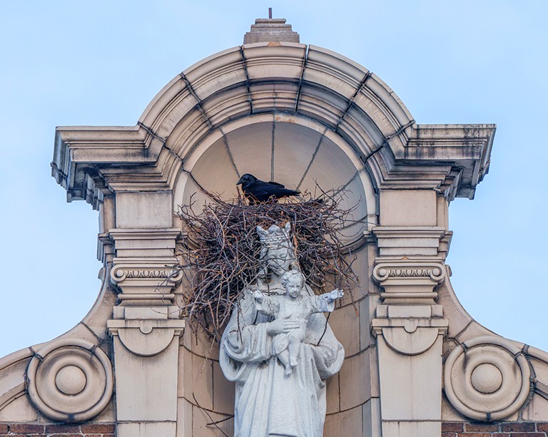 Un rare couple de corbeaux niche au campus Loyola de Concordia