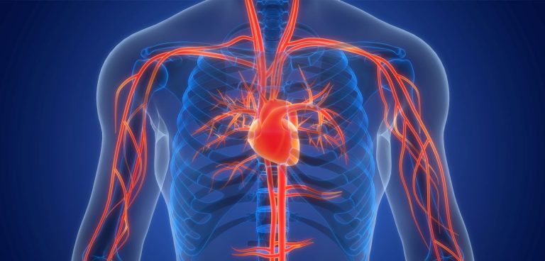The human vascular system