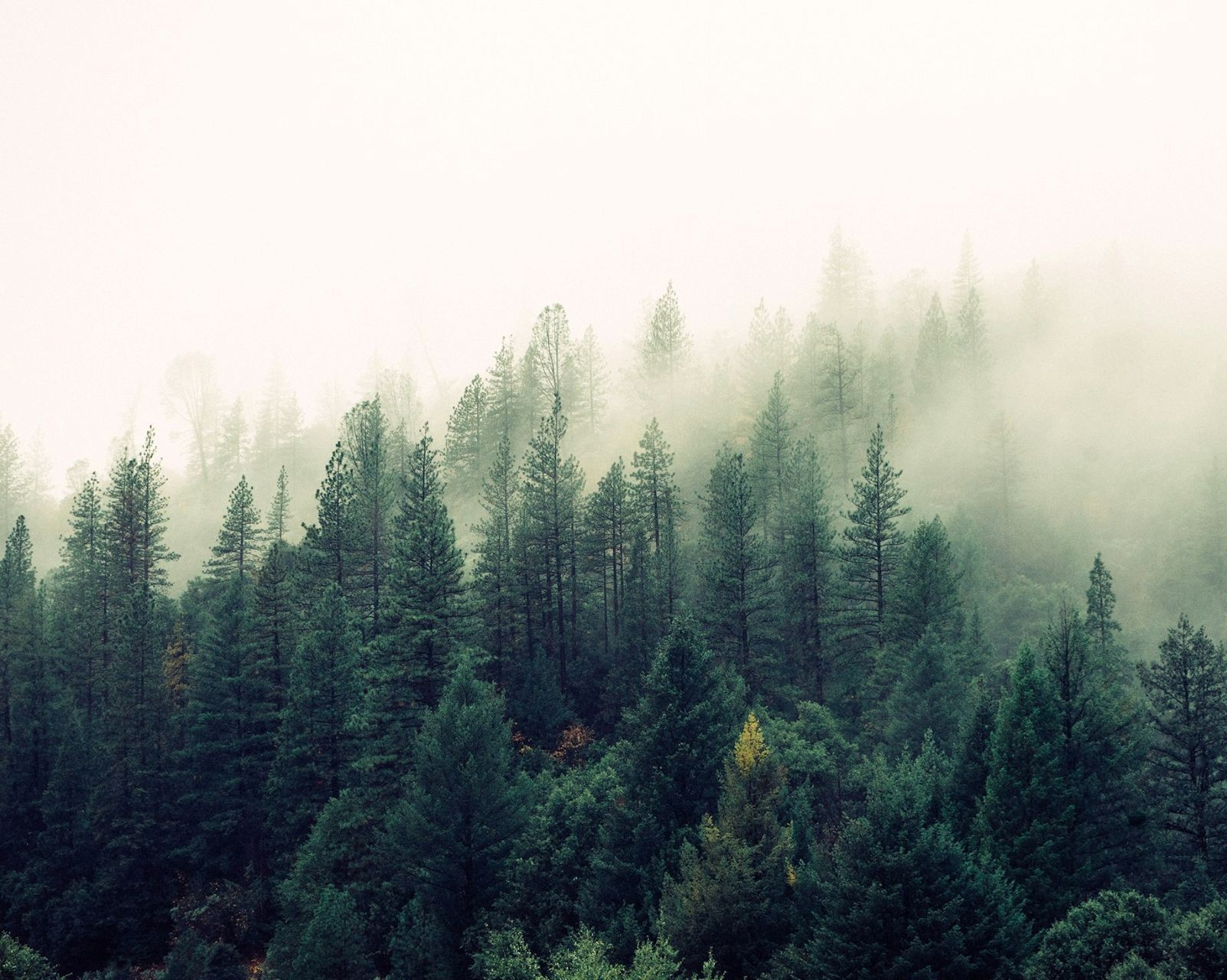 Les conifères regagnent du terrain dans les forêts du Québec, selon une nouvelle étude de l’Université Concordia 