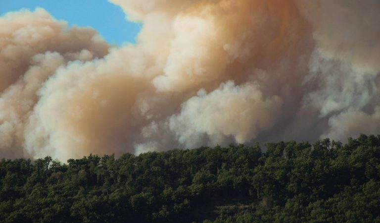 Burning trees in a forest fire