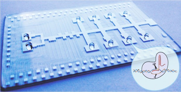 Sinha has created an automated microfluidic tool that targets a specific set of genes in lung cancer cells and determines which genes are modulators of cancer progression. Sinha has created an automated microfluidic tool that targets a specific set of genes in lung cancer cells and determines which genes are modulators of cancer progression.