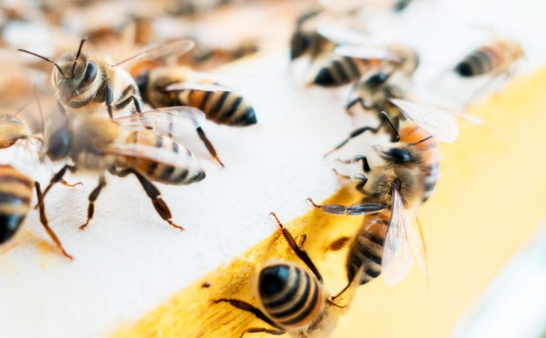 The startup Nectar seeks to use technology to help beekeepers improve honey bee health and the security of our food supply. | Photo by Massimiliano Latella on Unsplash