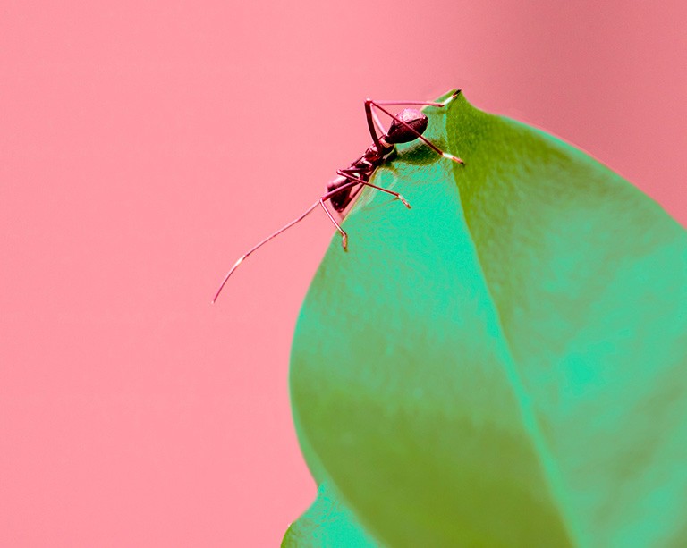 Ant reactions to natural habitat disruptions tell us a lot about their evolution, says a Concordia researcher