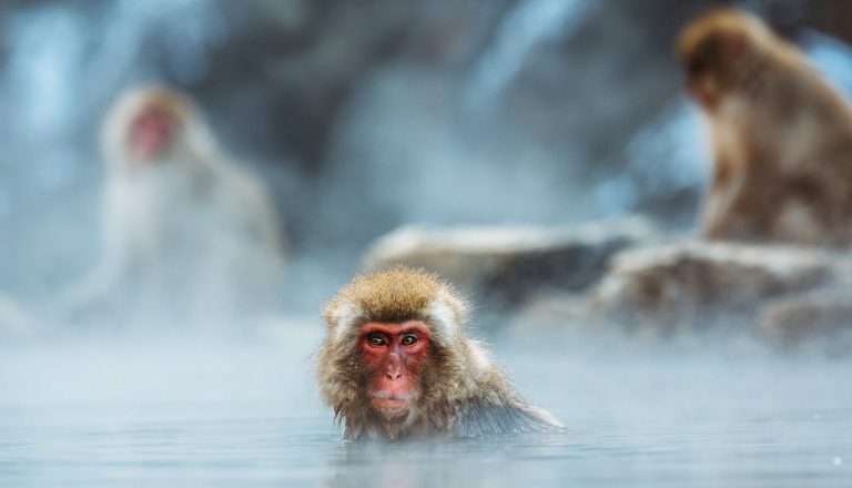 Jenny Espitia-Contreras: “Monkeys with disabilities find ways of participating in grooming and that shows resiliency.” | Photo by Steven Diaz on Unsplash