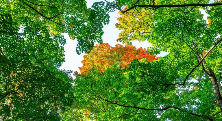 Light shining through green leaves.