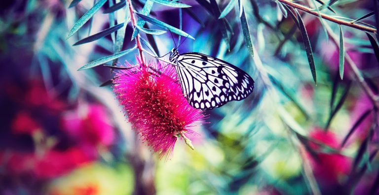 Colourful flowers with a butterfly alighted.