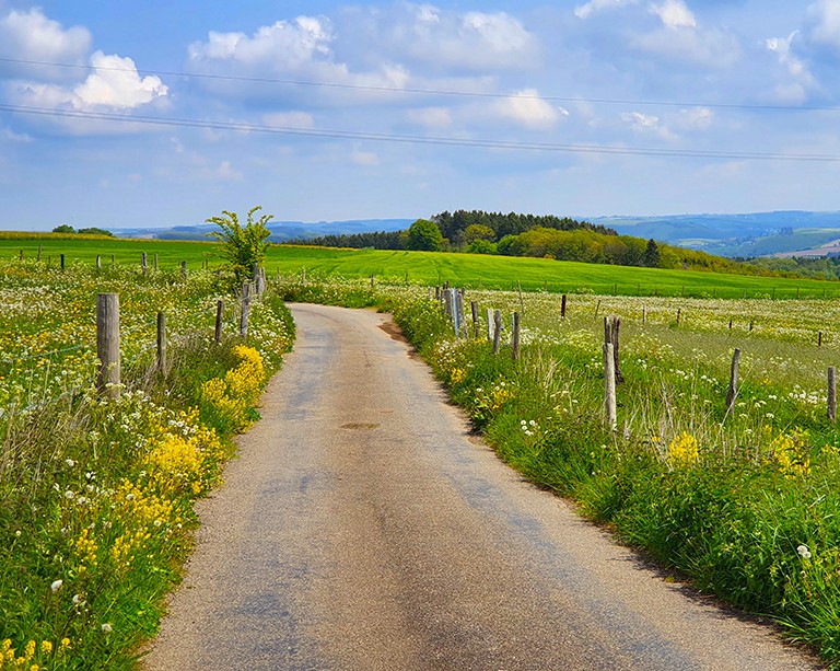 Concordia research highlights how to reduce the ecological impact of rural roads
