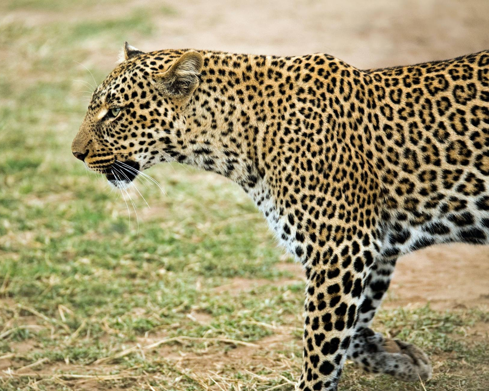 Concordia researchers confirm the presence of the African leopard in southwestern Cameroon