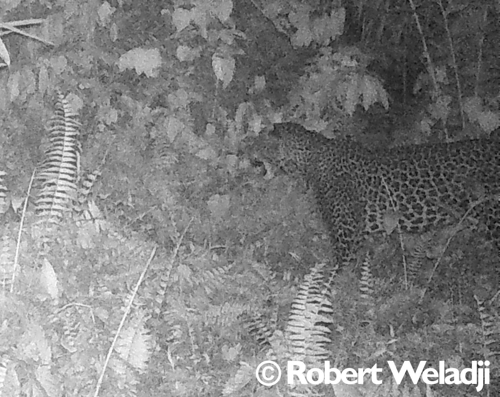 African leopard photographed in Cameroon