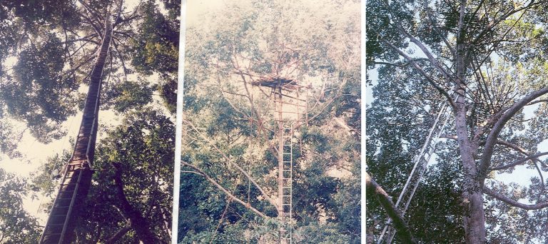 A triptych of a jungle canopy with ladders running of the tree trunks of very tall trees.