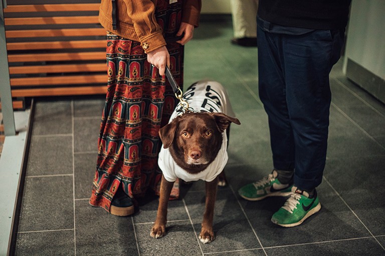 A brown dog in a T-shirt staring straight at the camera. We see the legs of the woman who is holding the leash, and the legs of another person she is talking to.