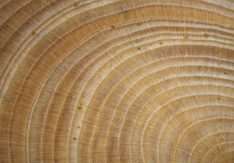 A close-up of the rings of a tree.
