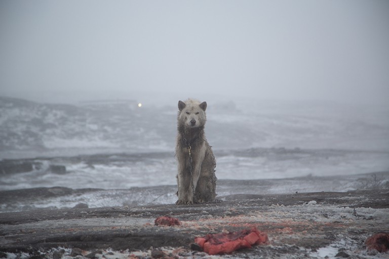 A wolf sitting with a chain around its neck, in a snowy emptiness, with what looks like pieces of raw meat in the foreground.