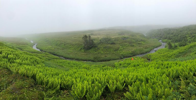 A green field of ferns with a winding river running through it on a cloudy, grey day.