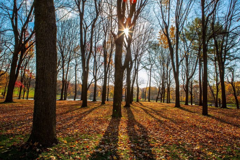 Closeup of a group of bare trees in late autumn, with orange-hued leaves on the ground