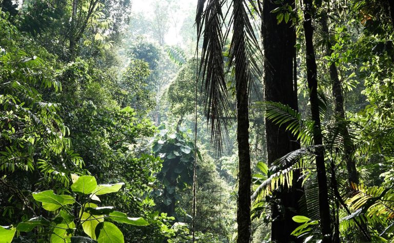 Rainforest during the day