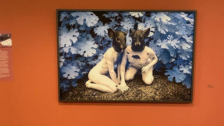 Image of Bonnie Baxter's rat-human hybrid photos on exhibit