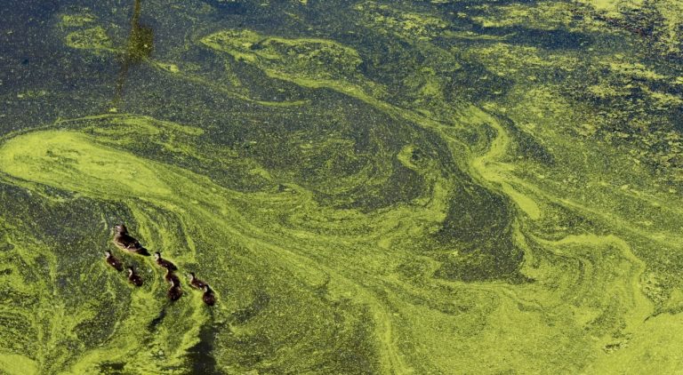 Algae bloom