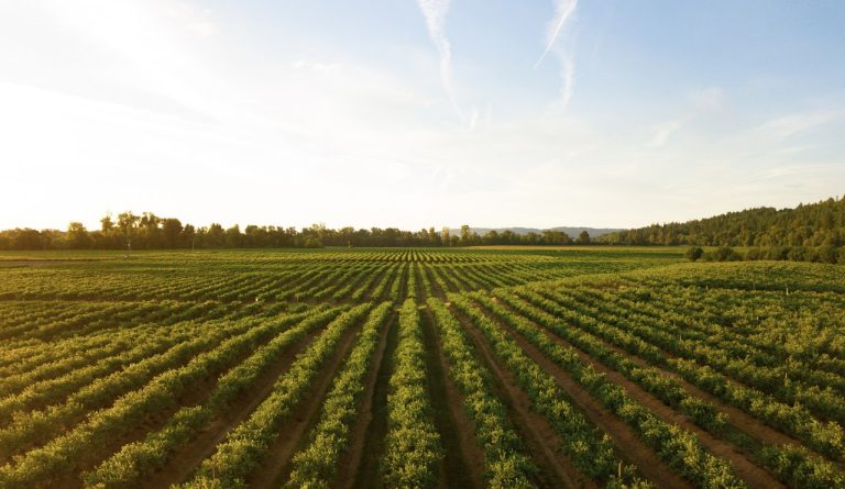 A photo taken around sun rise or sunset of crops in a field on a farm.