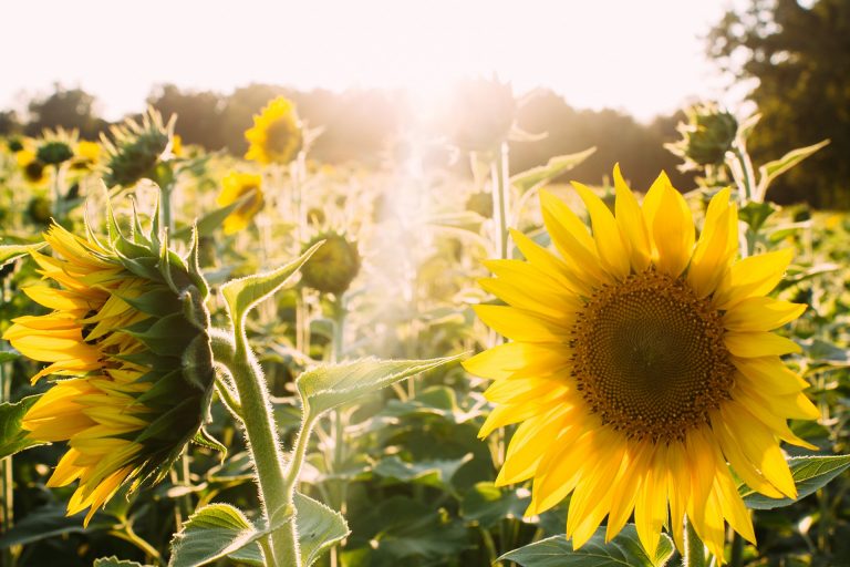 Photo of sunflowers in a field with a sun flare.