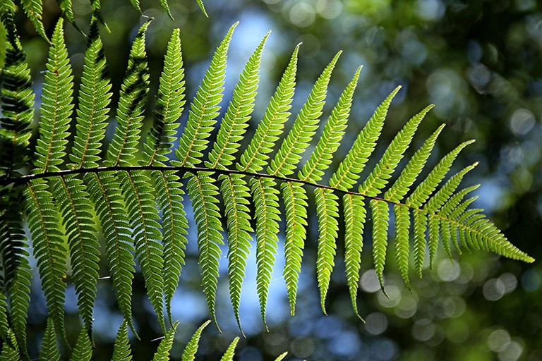 Ferns exhibit fractal features. The entire fern is mostly built up from the same basic shape repeated at ever-smaller scales. A green fern out in nature.