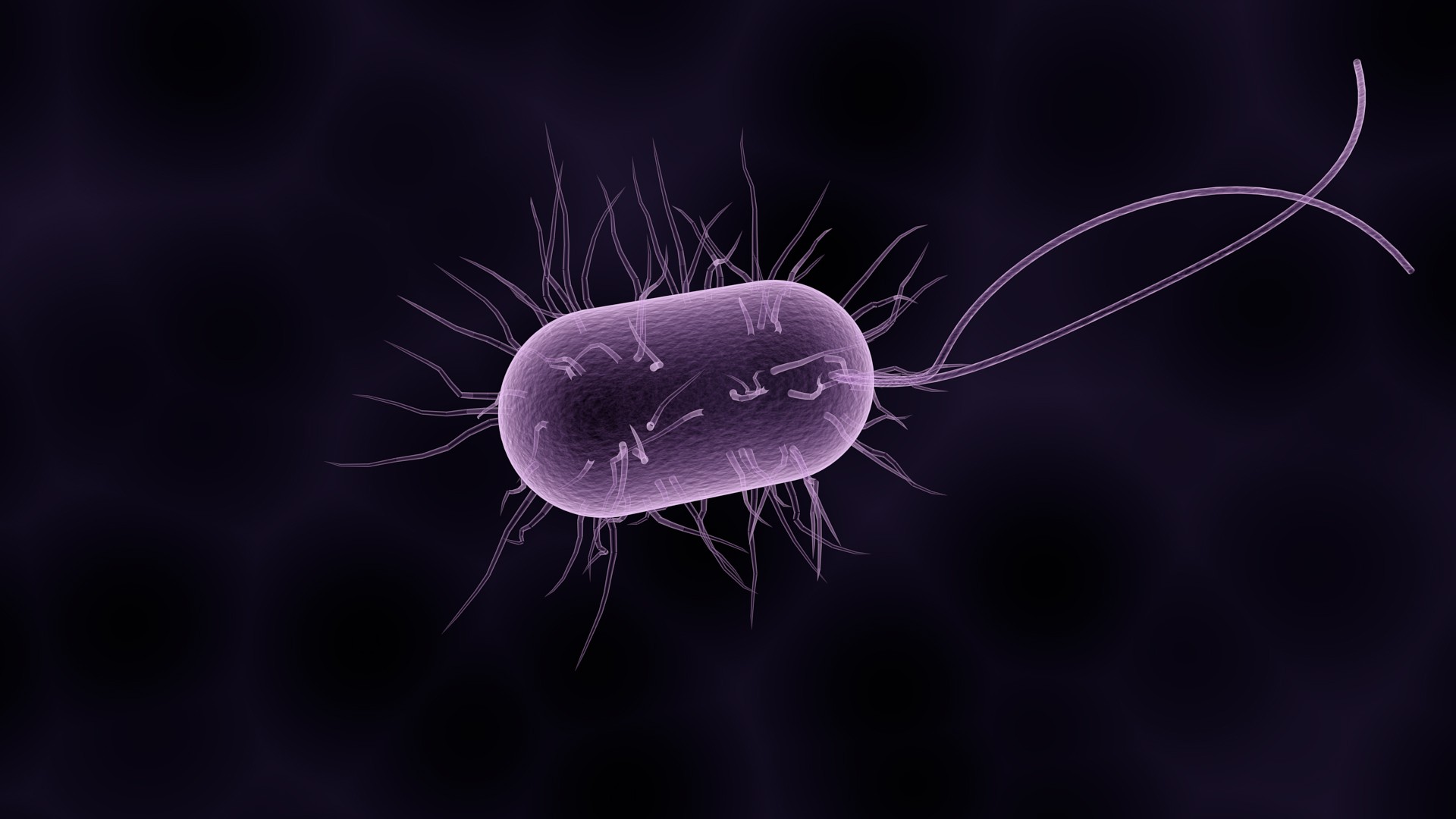 Cilia are long, antenna-like organelles that extend from a cell’s surface and help them move and sense their surroundings, among many other functions. Depiction of a single cell with cilia, which are long, antenna-like organelles that extend from a cell’s surface.