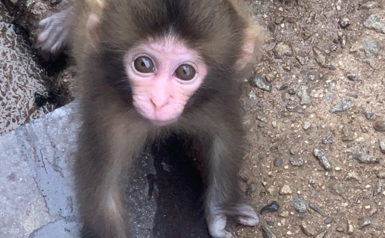 An infant macaque with a malformed hand stares into the camera