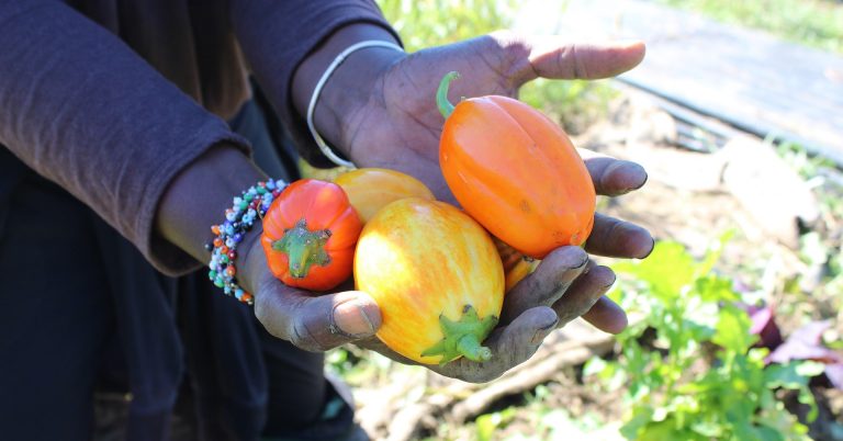 Image of a person's hands holding three colourful peppers in a community garden