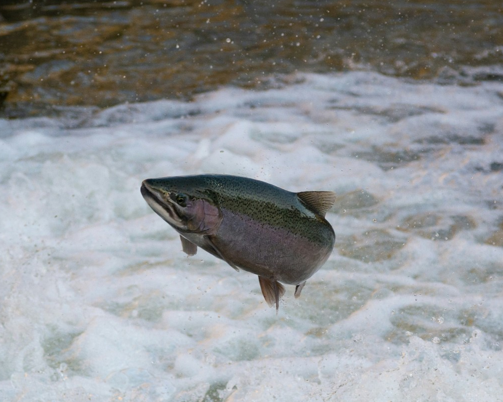 Salmon and related fish in global decline since 1980, Concordia study shows