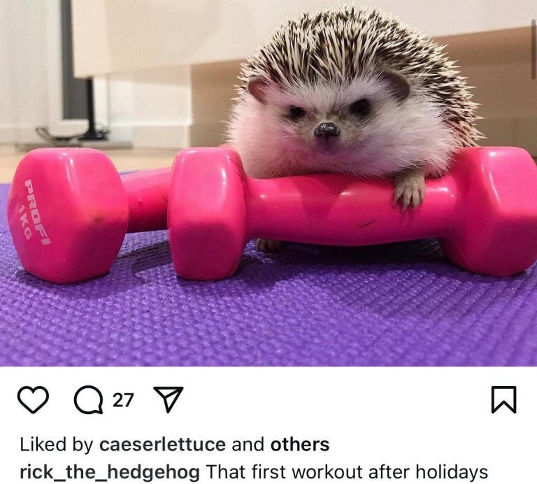 Instagram post of a hedgehog