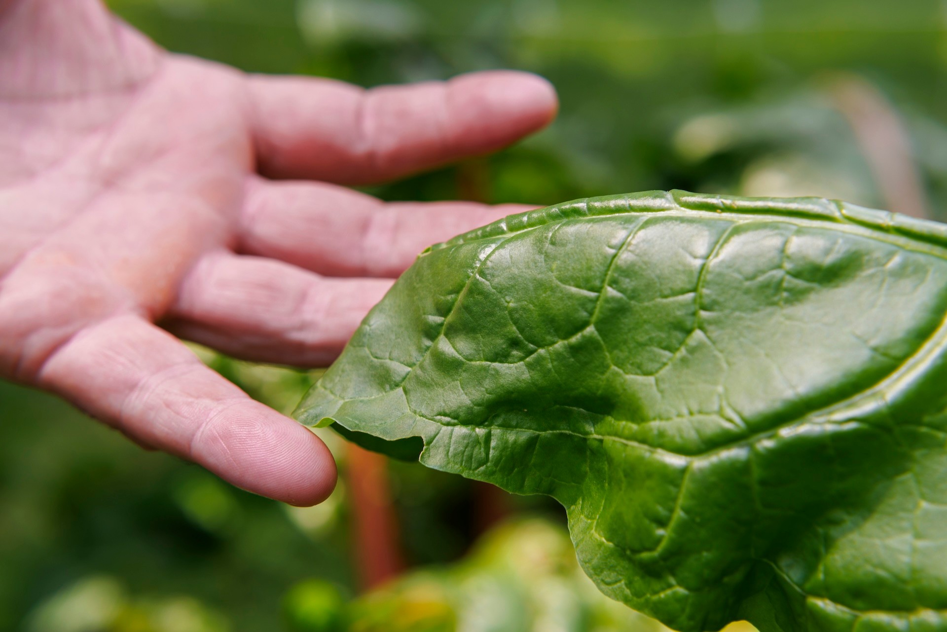Close-up of a hand holding up a large green leaf on a sunny day